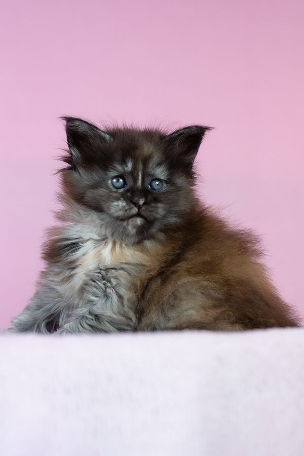 Chardonnay | Maine Coon Kitten