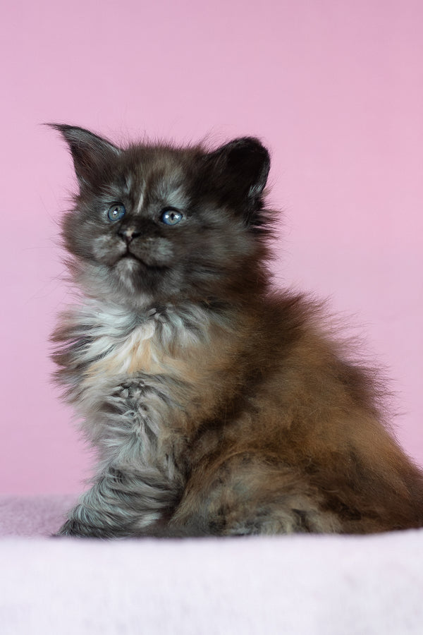 Chardonnay | Maine Coon Kitten