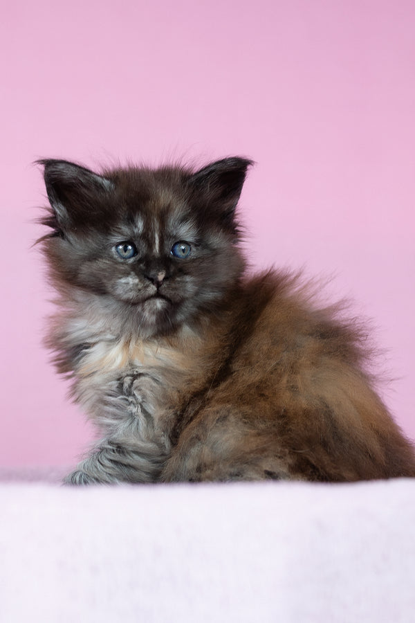 Chardonnay | Maine Coon Kitten