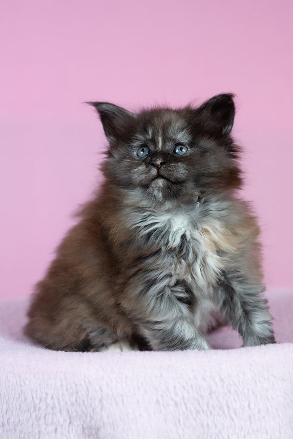 Chardonnay | Maine Coon Kitten
