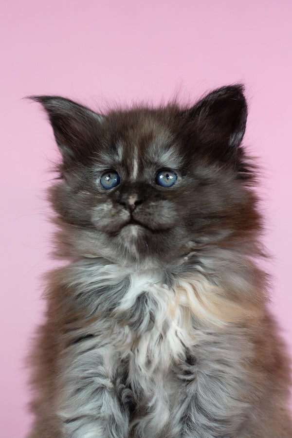 Chardonnay | Maine Coon Kitten
