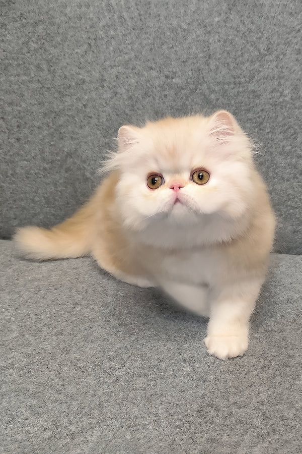 Charles | Persian Kitten