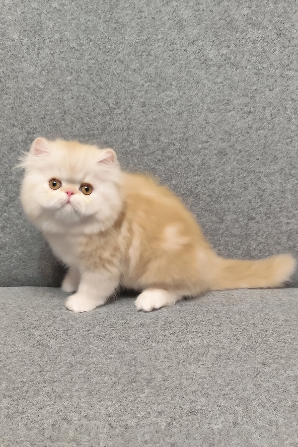 Charles | Persian Kitten