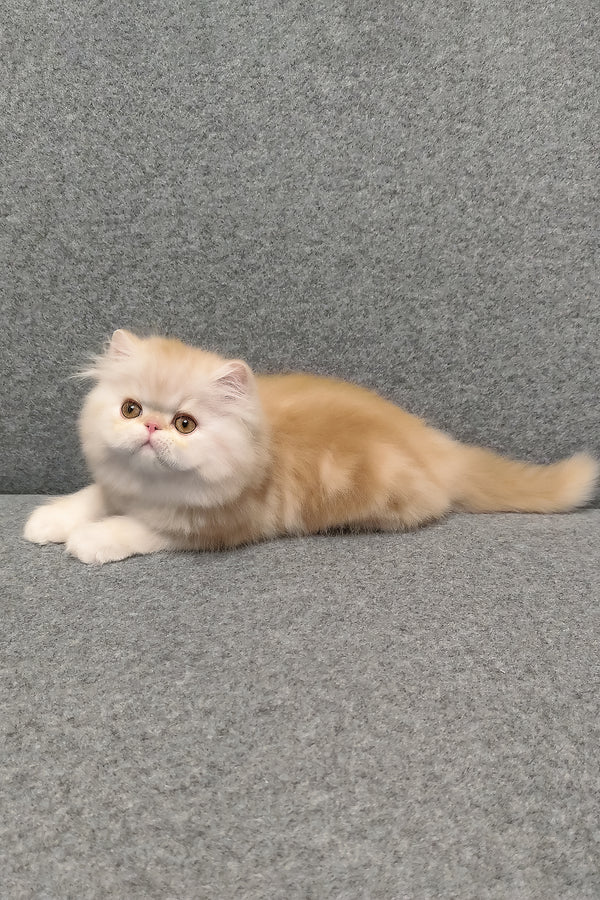 Charles | Persian Kitten
