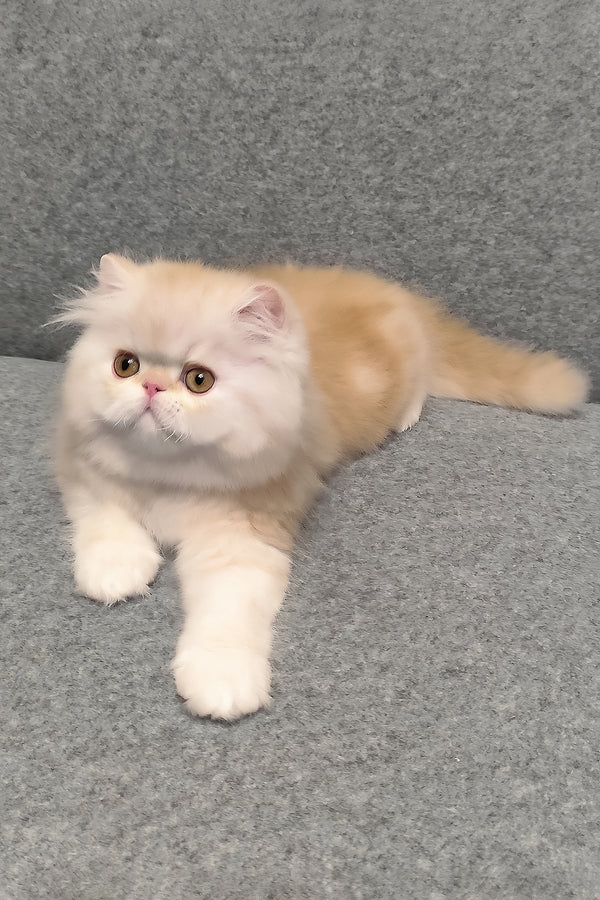 Charles | Persian Kitten