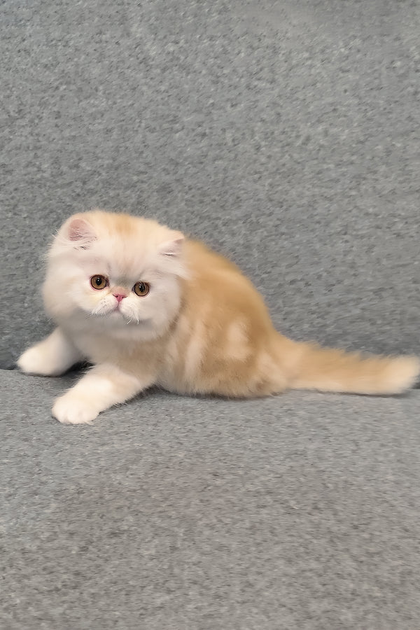 Charles | Persian Kitten
