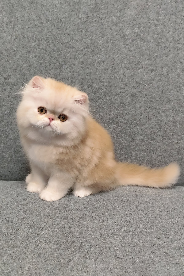 Charles | Persian Kitten