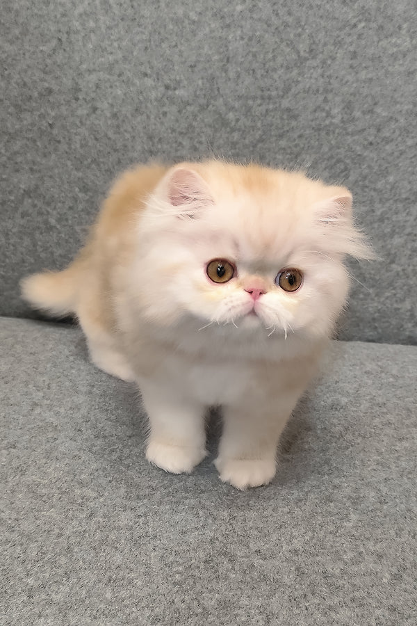 Charles | Persian Kitten