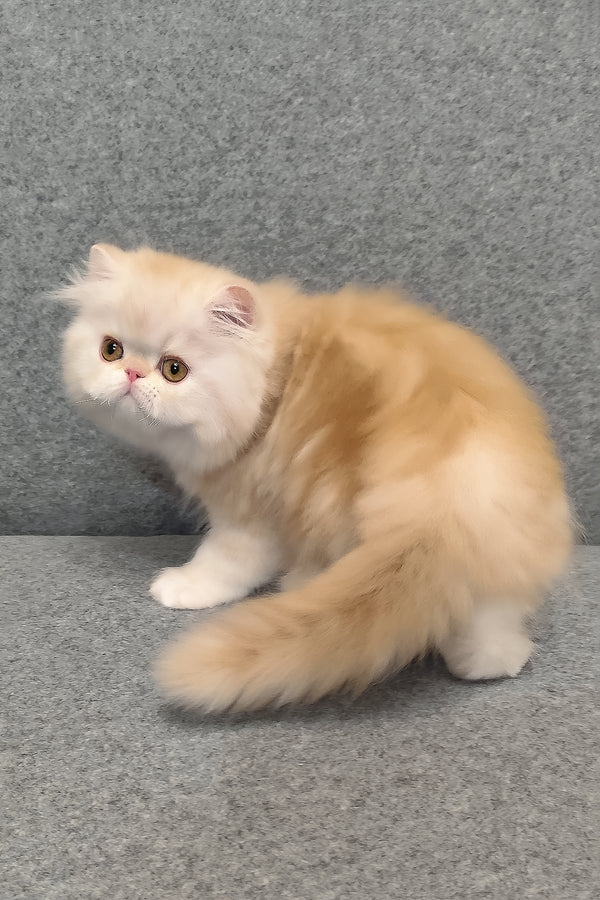 Charles | Persian Kitten
