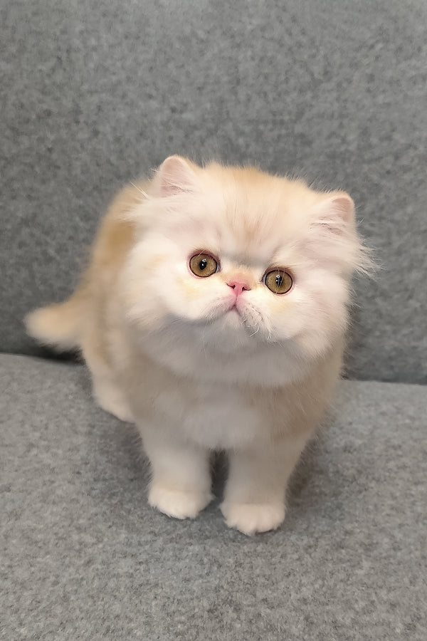 Charles | Persian Kitten