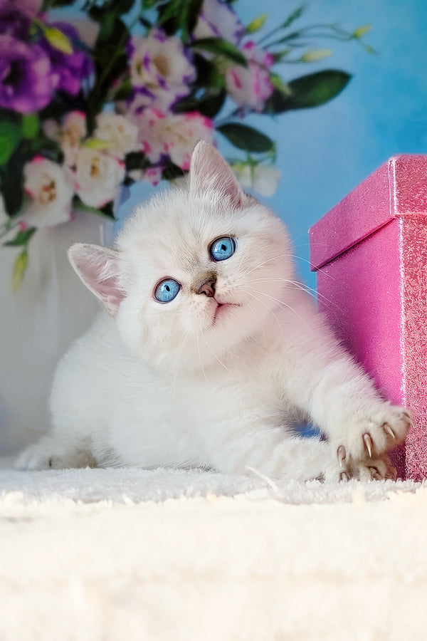 Charlie | Scottish Straight Kitten
