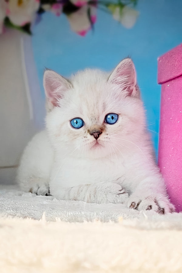Charlie | Scottish Straight Kitten