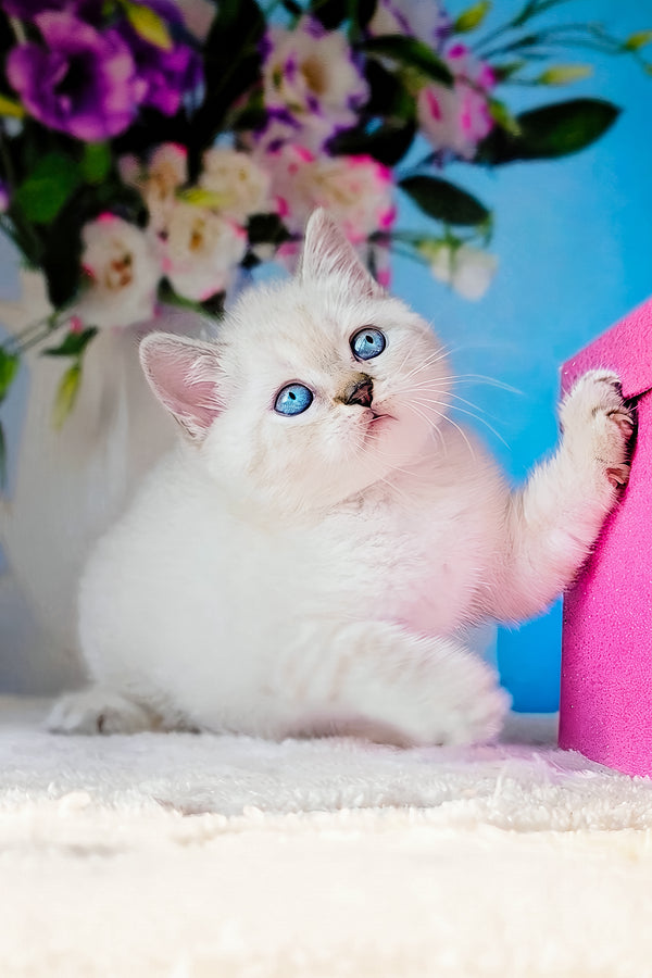 Charlie | Scottish Straight Kitten