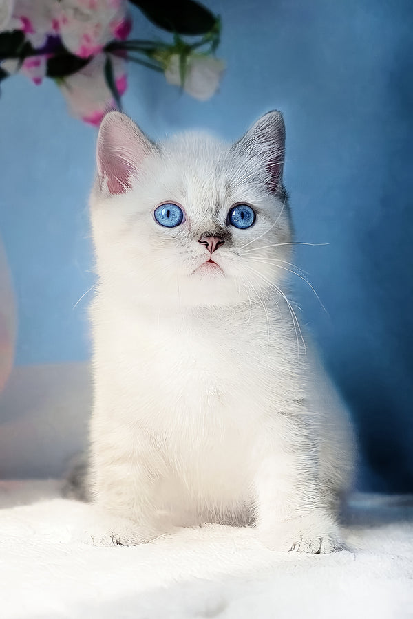 Charlie | Scottish Straight Kitten