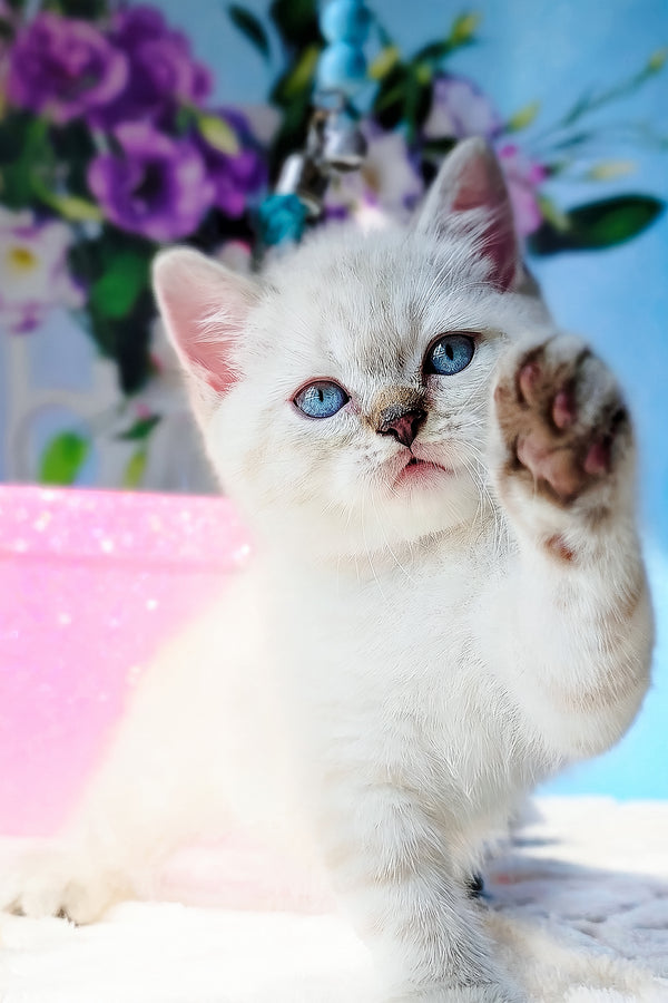 Charlie | Scottish Straight Kitten