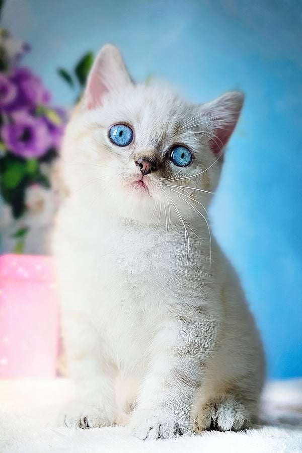 Charlie | Scottish Straight Kitten
