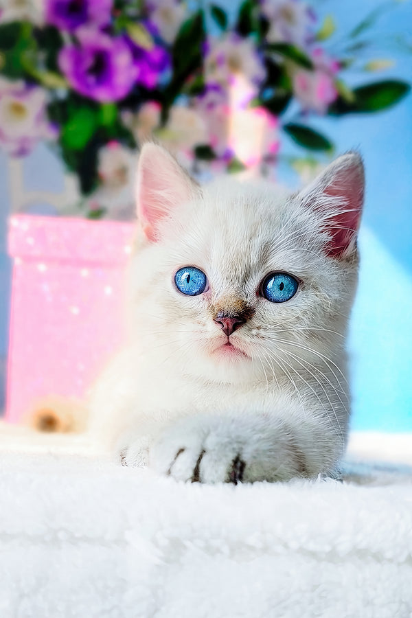 Charlie | Scottish Straight Kitten
