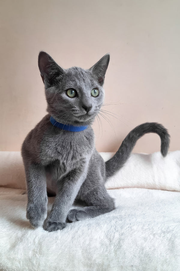 Charlton | Russian Blue Kitten