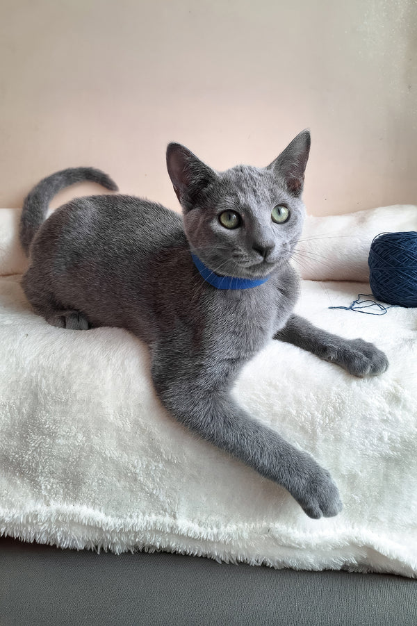 Charlton | Russian Blue Kitten