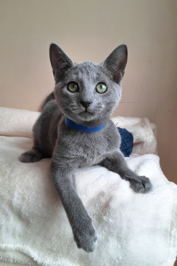 Charlton | Russian Blue Kitten