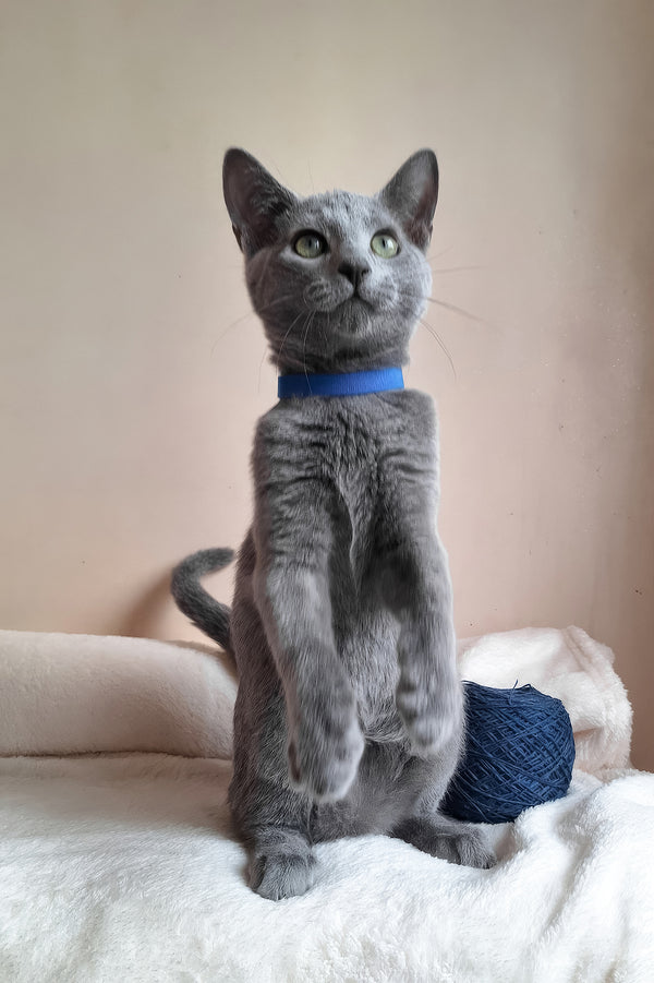 Charlton | Russian Blue Kitten