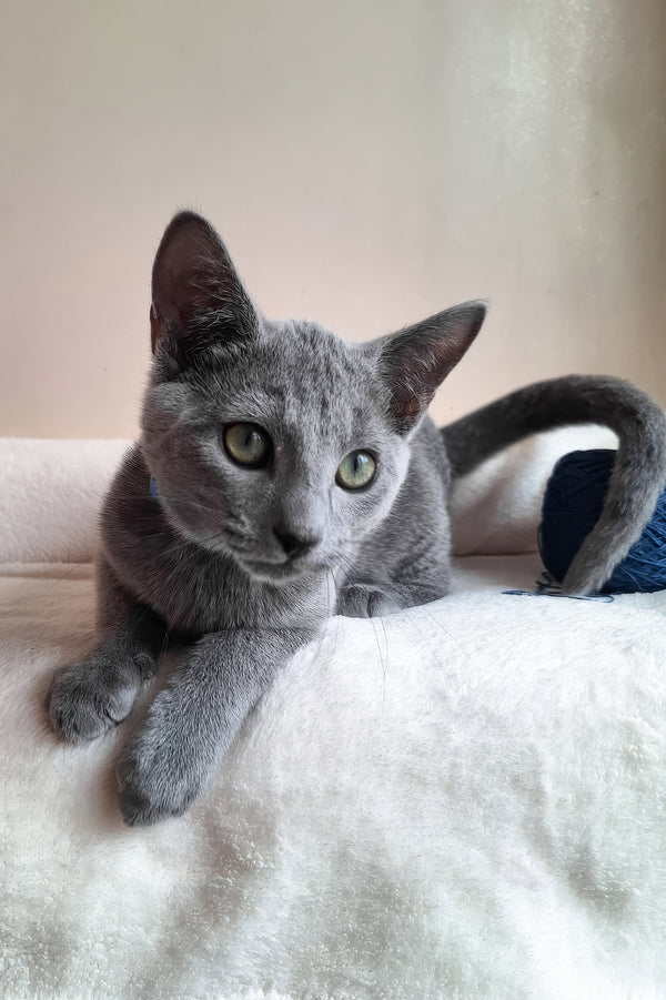 Charlton | Russian Blue Kitten