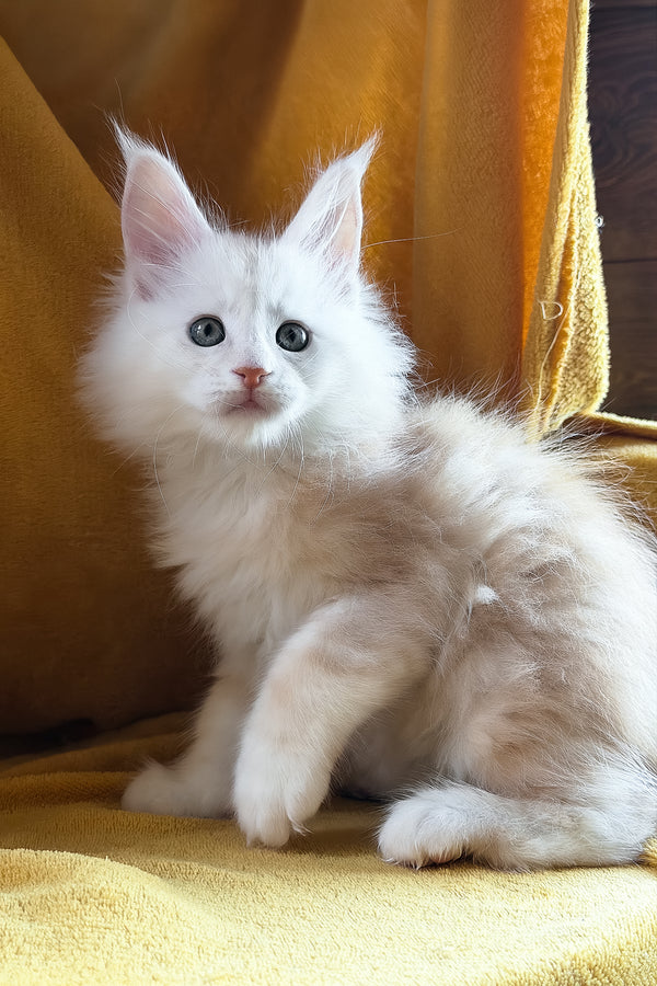 Chase | Maine Coon Kitten