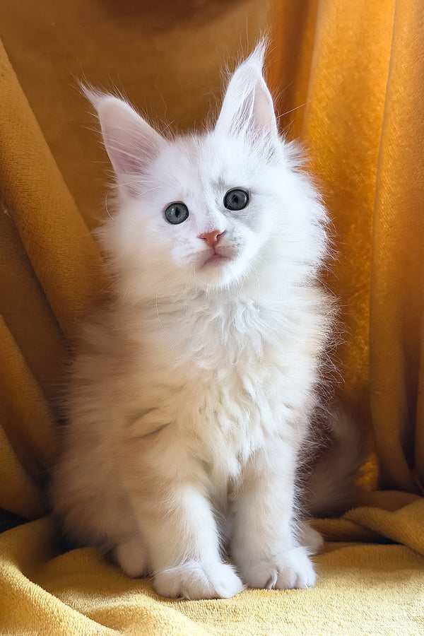 Chase | Maine Coon Kitten