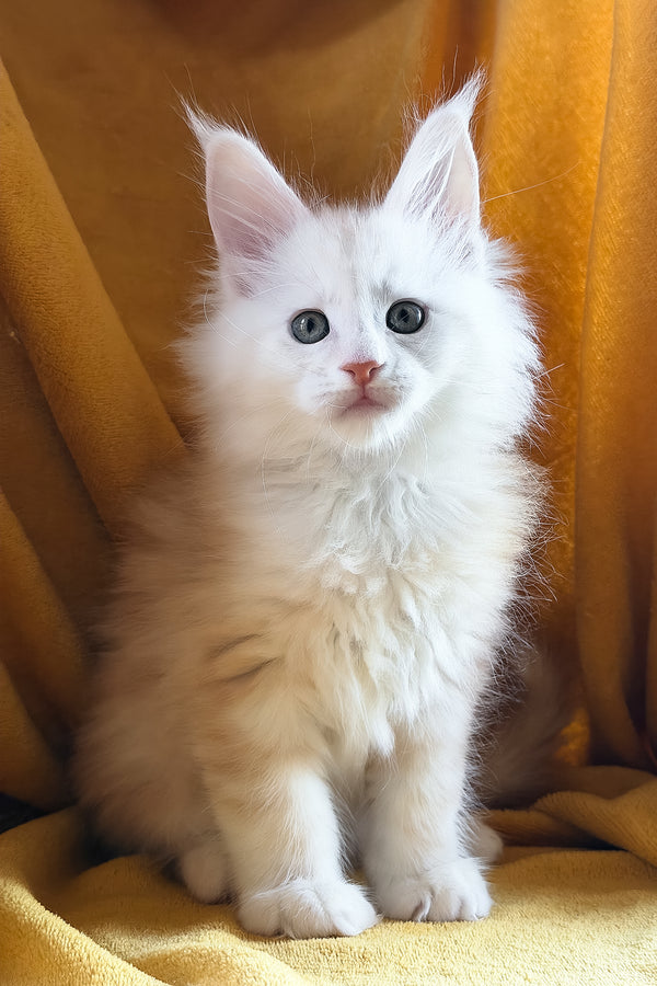 Chase | Maine Coon Kitten