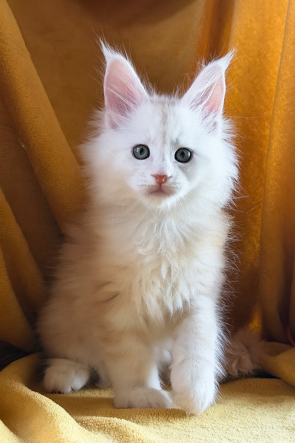 Chase | Maine Coon Kitten