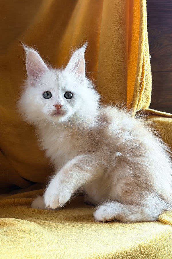 Chase | Maine Coon Kitten