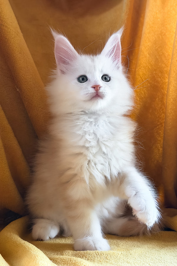 Chase | Maine Coon Kitten