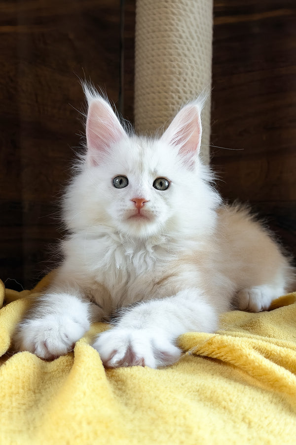 Chase | Maine Coon Kitten