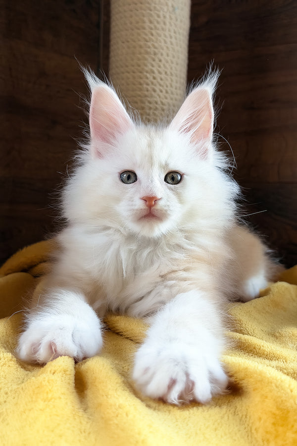 Chase | Maine Coon Kitten
