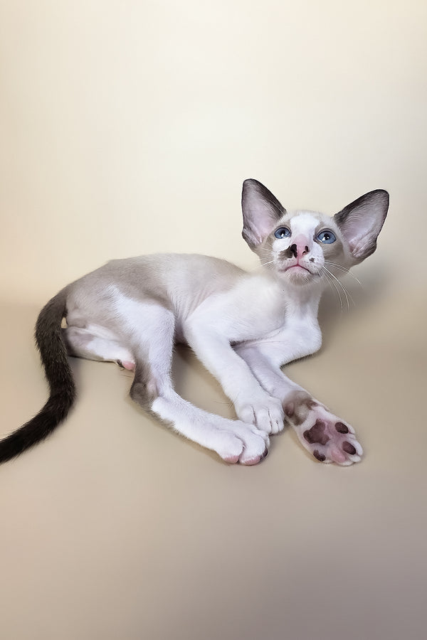 A sleek light-colored oriental shorthair kitten with striking blue eyes lounges on a soft beige surface