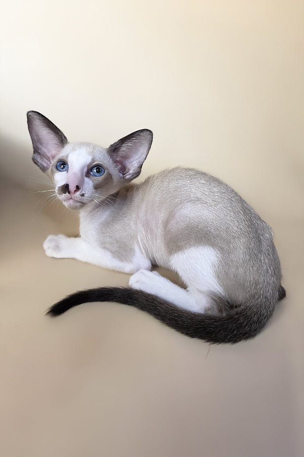 A sleek silver-furred oriental shorthair kitten with blue eyes and dark-tipped tail from purebred kitties collection