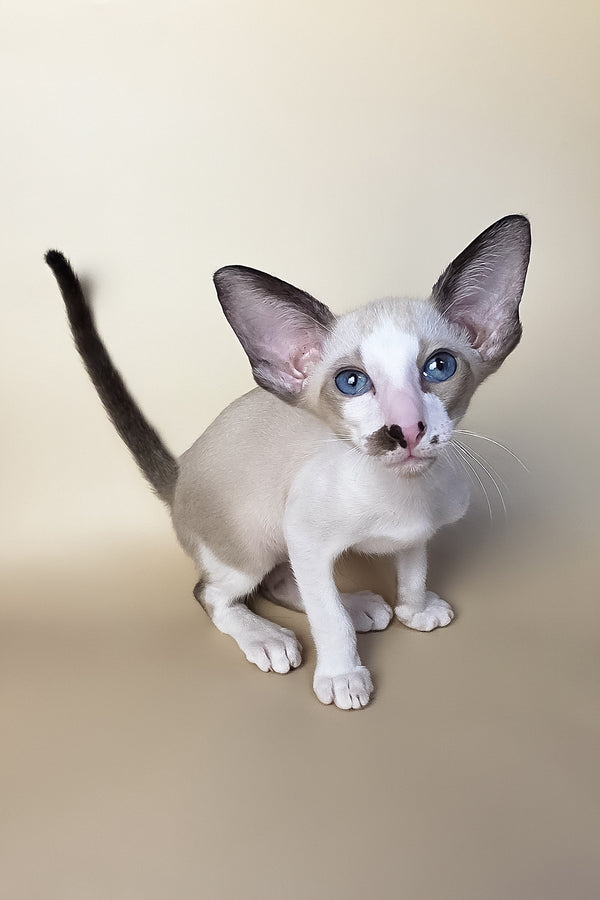 A charming oriental shorthair kitten named cheesecake with striking blue eyes and delicate white fur with dark points