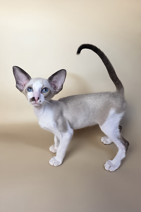 A sleek cream oriental shorthair kitten with blue eyes and a dark tail standing alert against a beige backdrop