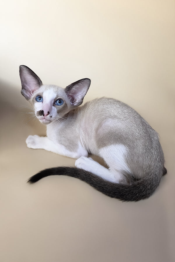 A sleek silver-gray oriental shorthair kitten with striking blue eyes white paws and a dark-tipped tail purebred kitties
