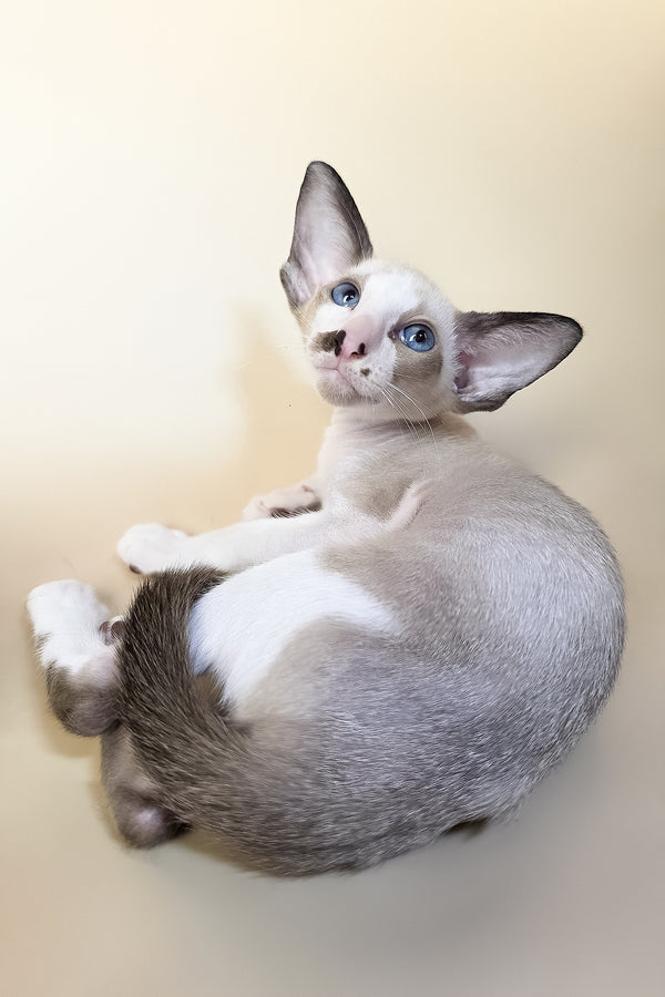 A fluffy gray and white oriental shorthair kitten with blue eyes and large ears lounging on a soft surface