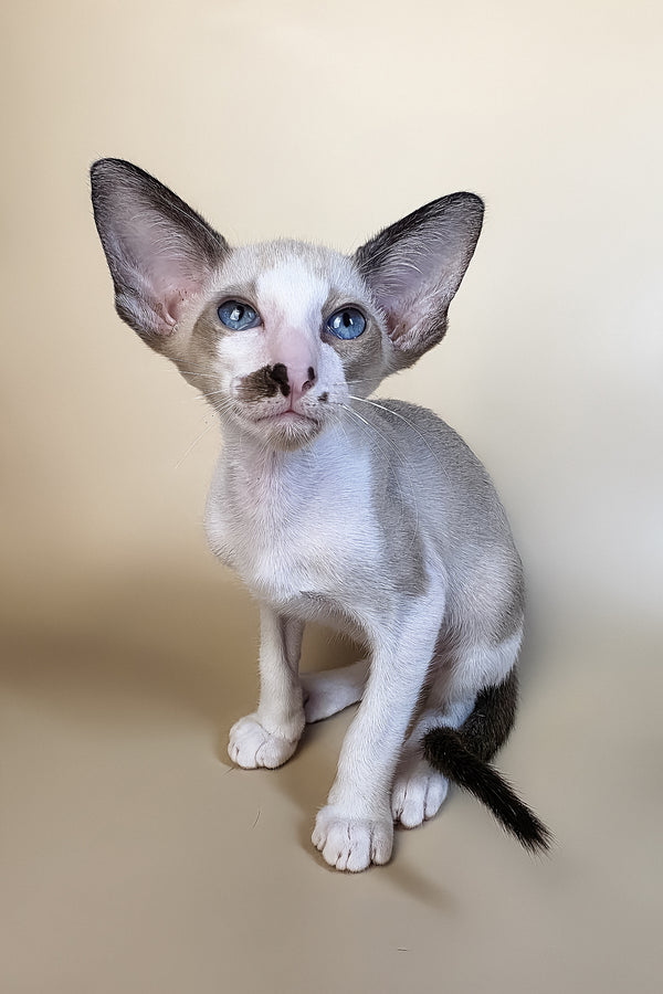 A sleek oriental shorthair kitten with striking blue eyes and large ears sitting against a soft beige backdrop