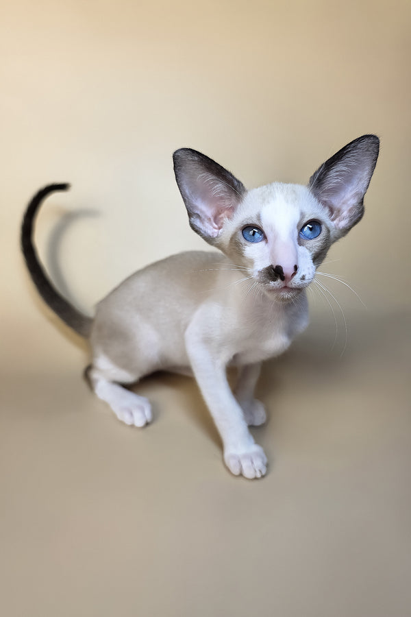 A charming cream-colored oriental shorthair kitten with striking blue eyes and large pointed ears sits attentively