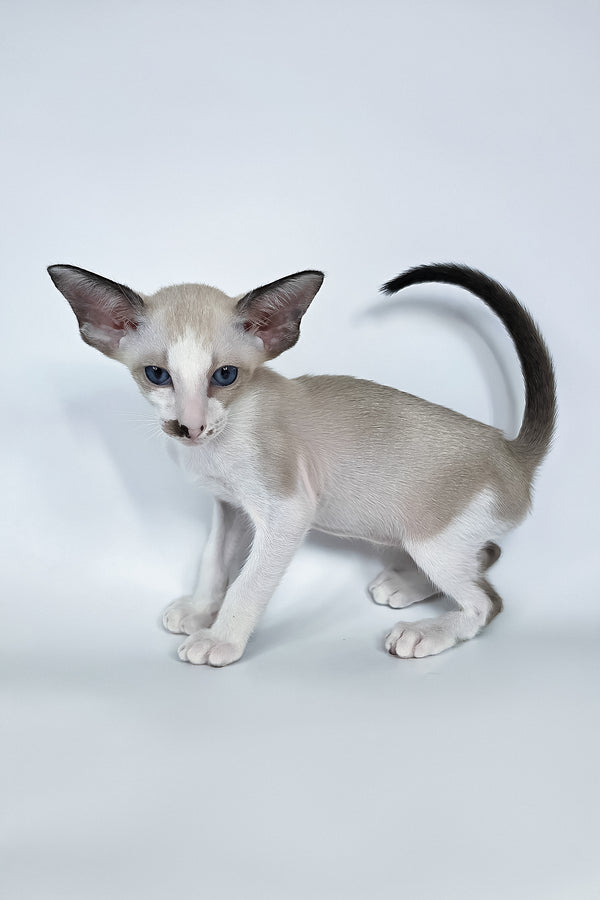 Cheesecake | Oriental Shorthair Kitten