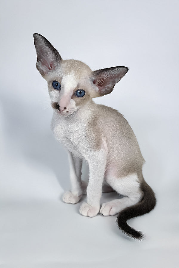 Cheesecake | Oriental Shorthair Kitten