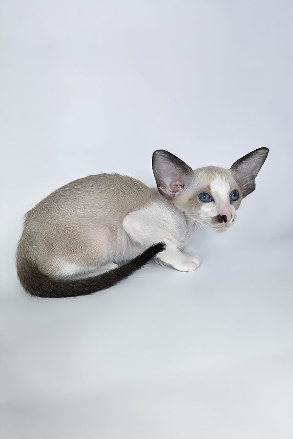 Cheesecake | Oriental Shorthair Kitten