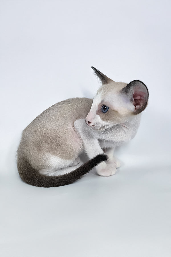 Cheesecake | Oriental Shorthair Kitten