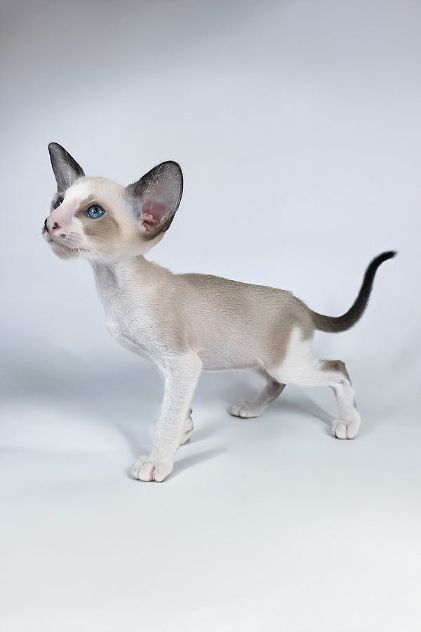 Cheesecake | Oriental Shorthair Kitten