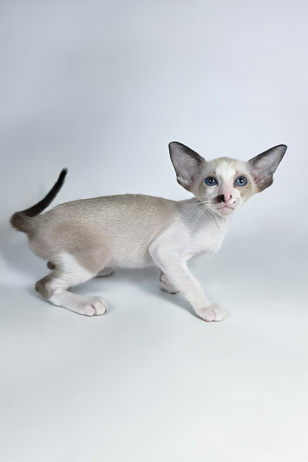 Cheesecake | Oriental Shorthair Kitten