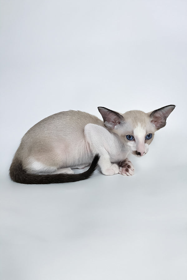 Cheesecake | Oriental Shorthair Kitten