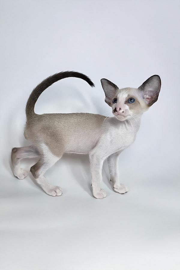 Cheesecake | Oriental Shorthair Kitten
